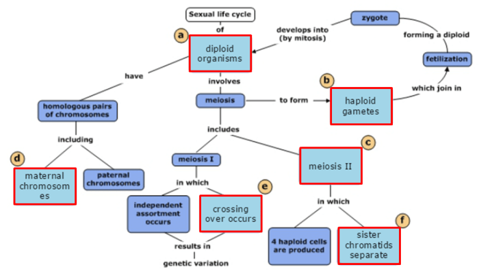 Part a - meiosis concept map