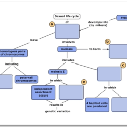 Concept meiosis map drag terms complete below part bioflix answers animation answer mitosis transcribed text show