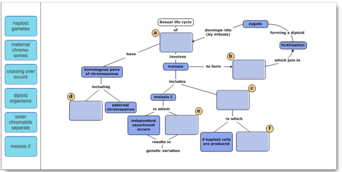 Concept meiosis map drag terms complete below part bioflix answers animation answer mitosis transcribed text show