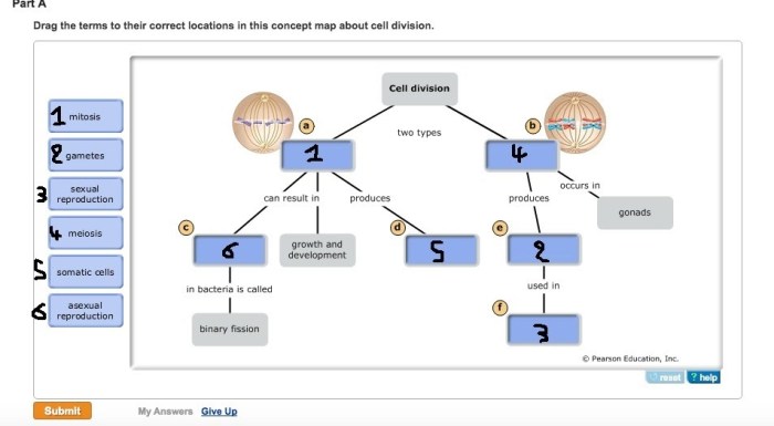 Part a - meiosis concept map