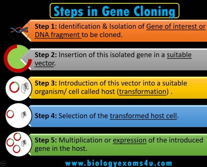 Drag the steps of gene cloning into the correct sequence