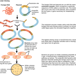 Dna cloning transformation bacterial science