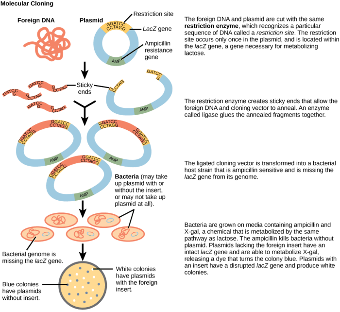 Dna cloning transformation bacterial science