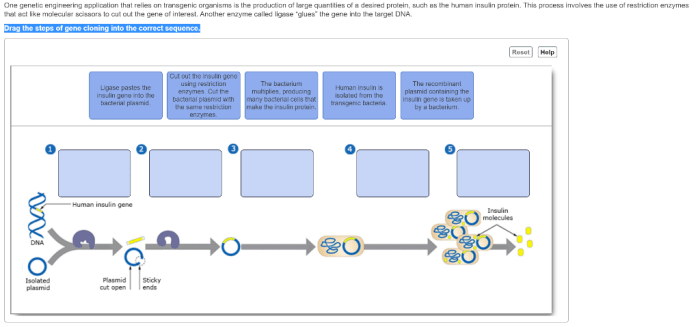 Drag the steps of gene cloning into the correct sequence